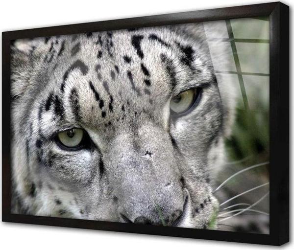 Tablosan Vahşi Doğa Kaplan Çerçeveli Cam Tablo 20x30 cm - Image 1