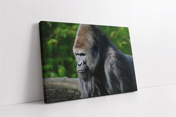 Tablosan Orangutan Kanvas Tablo - Image 1