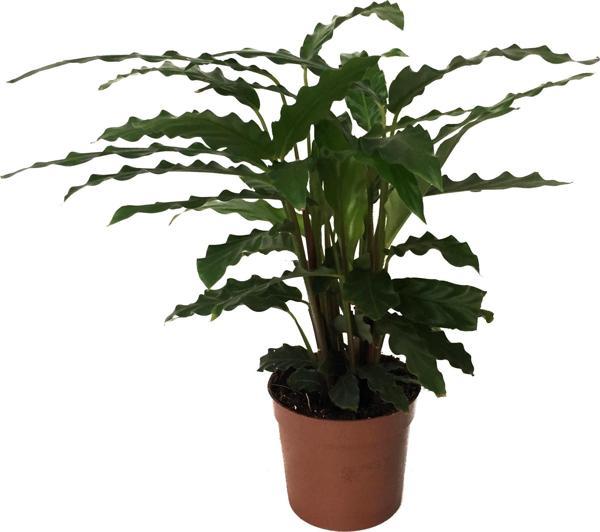 Calathea Rufibarba (Dua Çiçeği) - Image 1