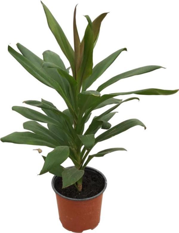 Cordyline Fruticosa (Kordilin Çiçeği) - Image 1