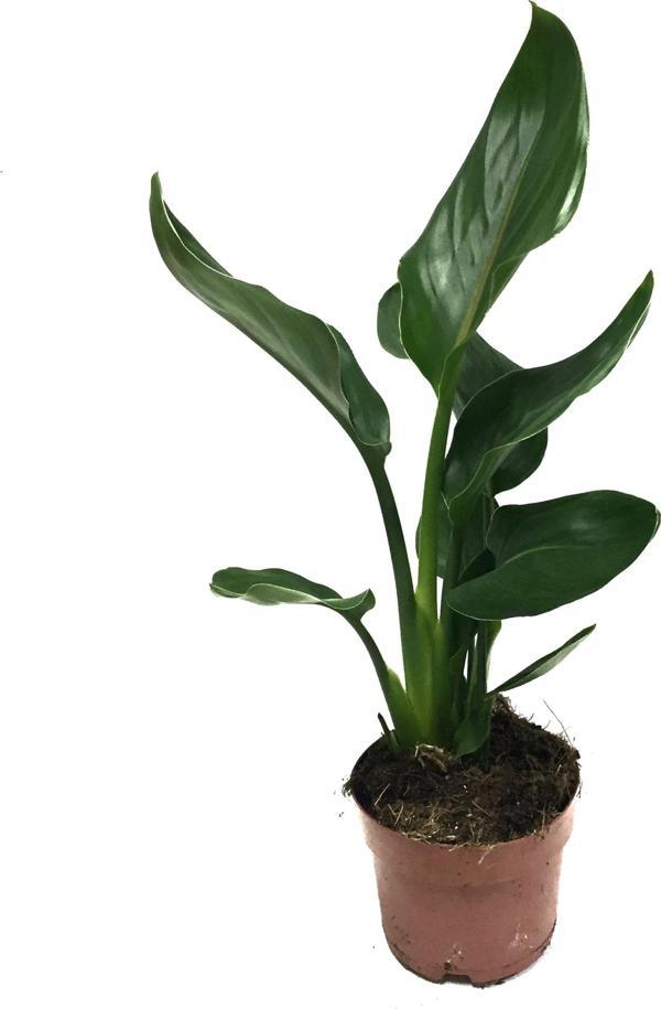 Strelitzia Reginae (Cennet Kuşu Çiçeği) - Image 1