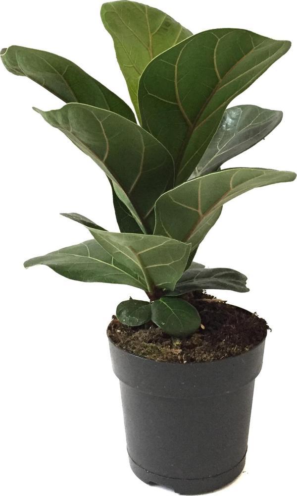 Ficus Lyrata 'Bambino' (Kauçuk Çiçeği) - Image 1
