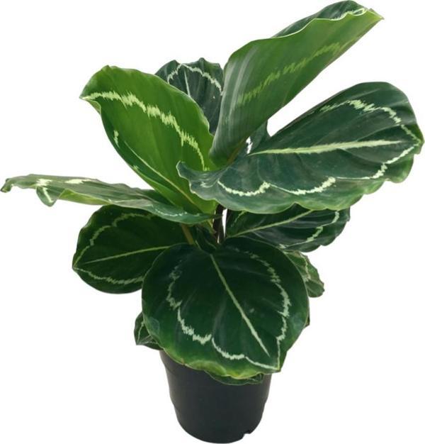 Calathea Roseopicta 'Green Medallion' (Dua Çiçeği) - Image 1
