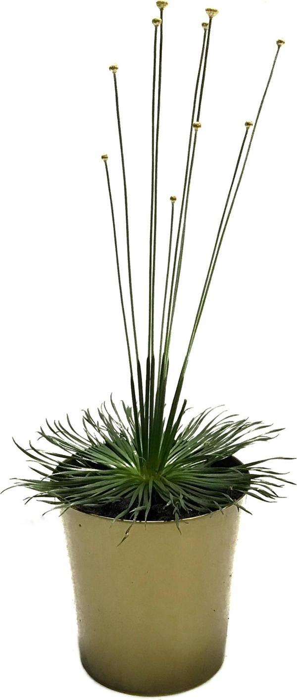 Syngonanthus Chrysanthus 'Mikado' - Image 1