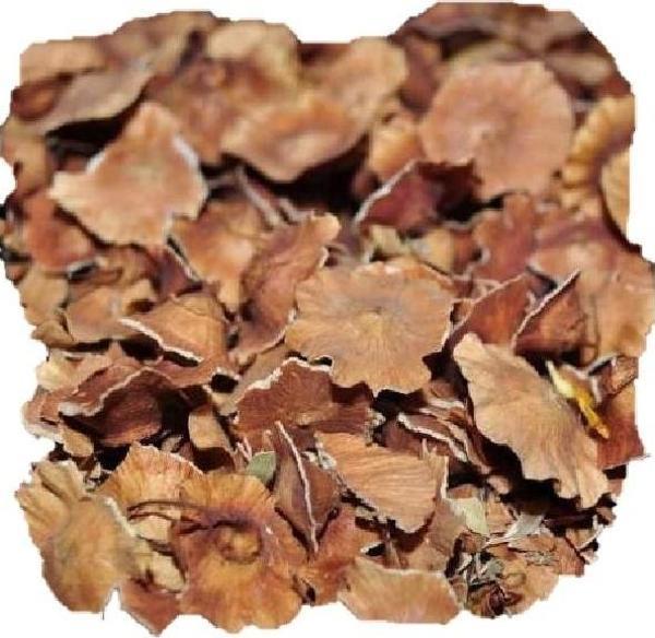 Deve Tabanı (Karaçalı) 50 Gr (Paket-Bitki) 1Adet - Image 1