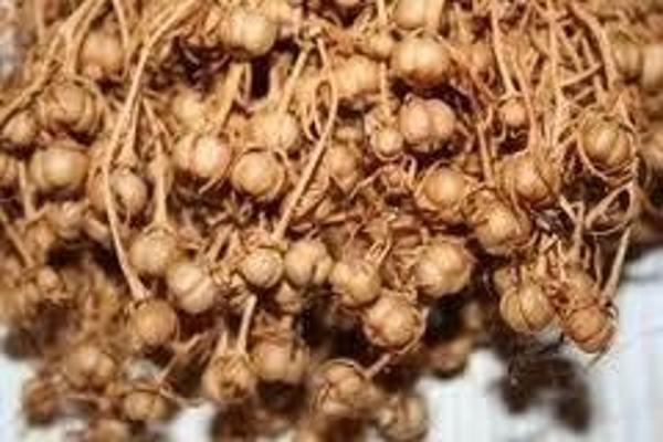 Üzerlik Otu 30 Gr (Paket-Bitki) 1Adet - Image 1
