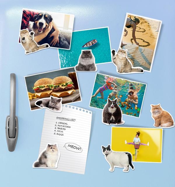 Mustard Cat Magnet - Image 1