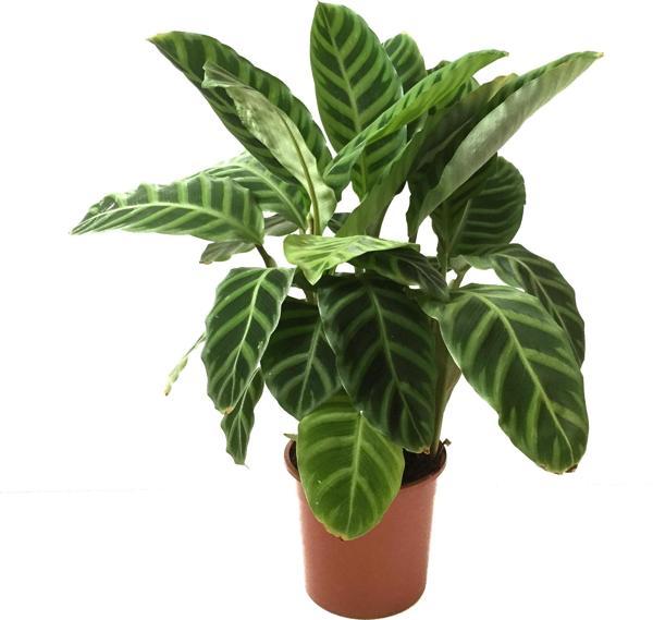 Calathea Zebrina (Dua Çiçeği) - Image 1