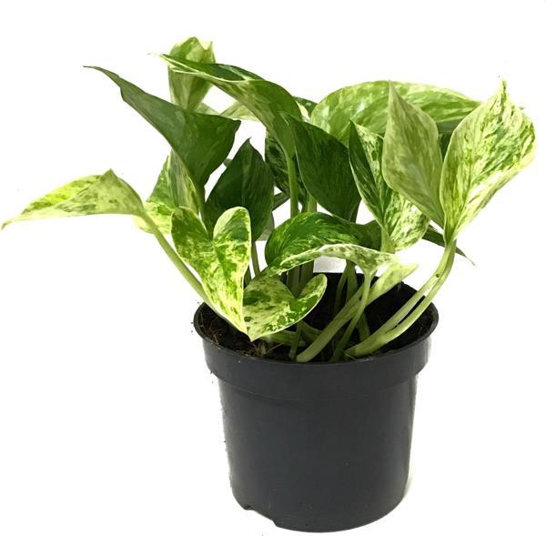 Epipremnum 'Snow Queen' (Salon Sarmaşığı) - Image 1