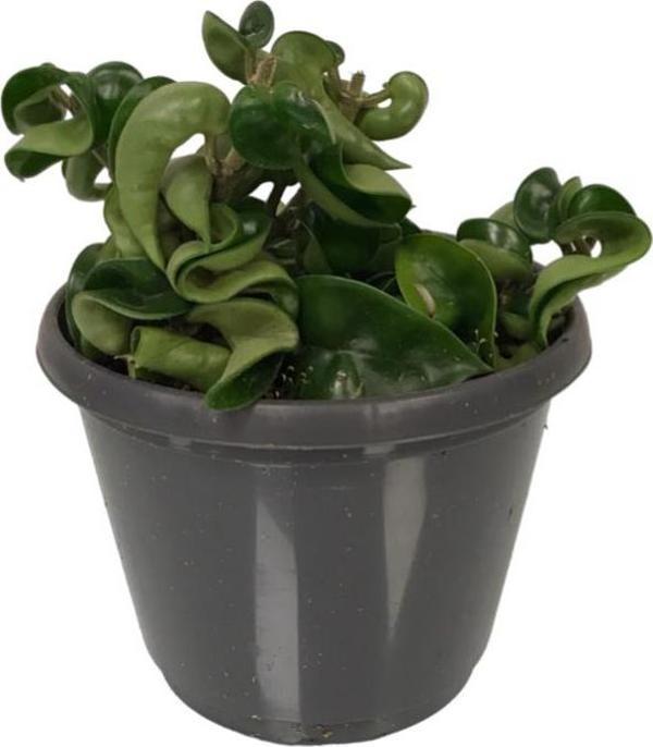 Hoya Carnosa 'Compacta' (Mum Çiçeği) - Image 1