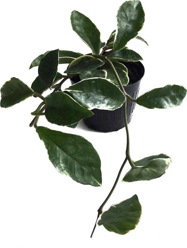 Hoya Carnosa 'Variegata' (Mum Çiçeği) - Image 1