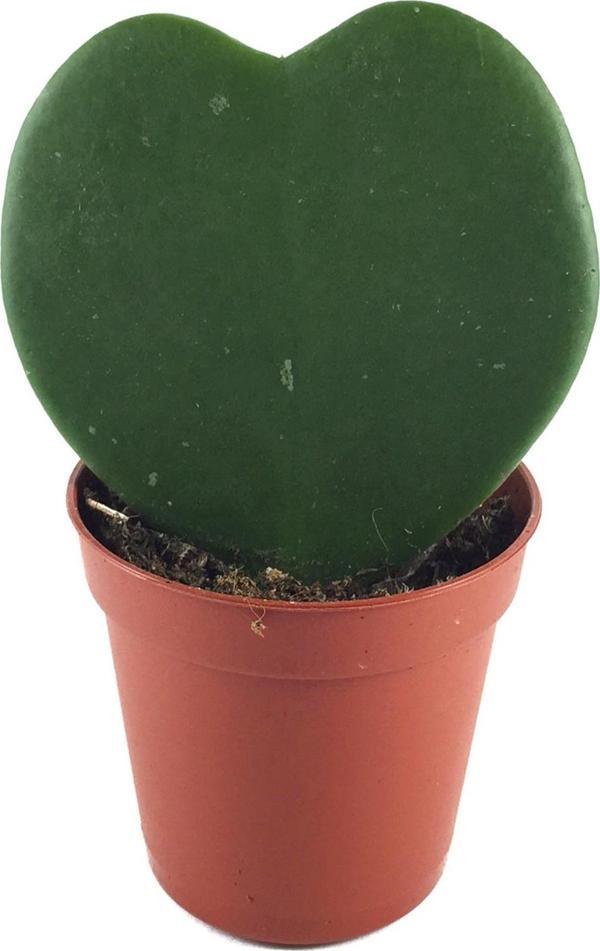 Hoya Kerrii (Mum Çiçeği) - Image 1
