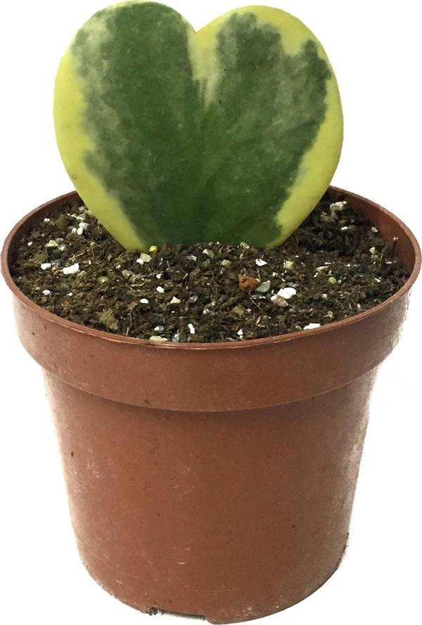 Hoya Kerrii 'Variegata' (Mum Çiçeği) - Image 1