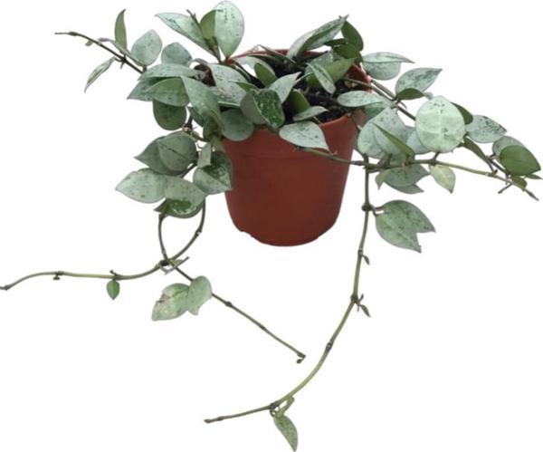 Hoya Krohniana 'Eskimo' (Mum Çiçeği) - Image 1