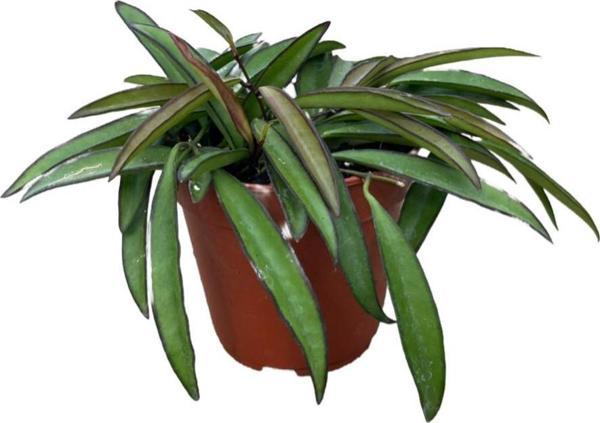 Hoya Wayetii (Mum Çiçeği) - Image 1