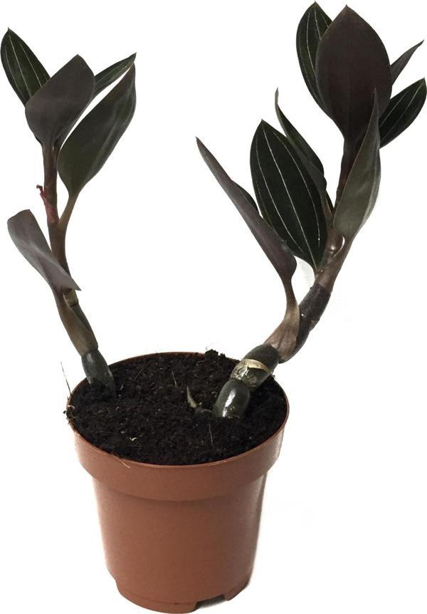 Ludisia Discolor (Mücevher Orkide Çiçeği) - Image 1