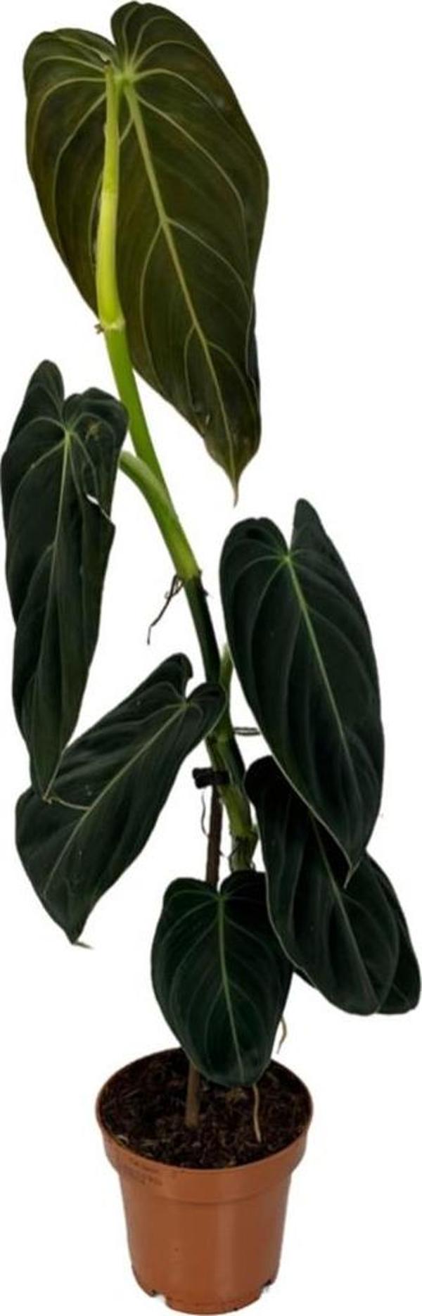 Philodendron Melanochrysum - Image 1