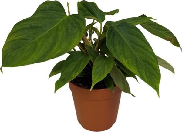 Philodendron Nangaritense 'Fuzzy Petiole' - Image 1