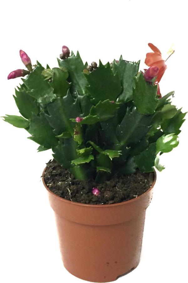 Schlumbergera 'Red' (Yılbaşı Çiçeği) - Image 1