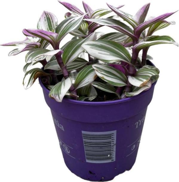Tradescantia 'Nanouk' (Telgraf Çiçeği) - Image 1