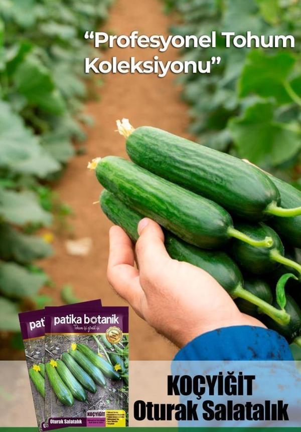 10 Adet Koçyiğit Salatalık Tohumu - Oturak - Image 1