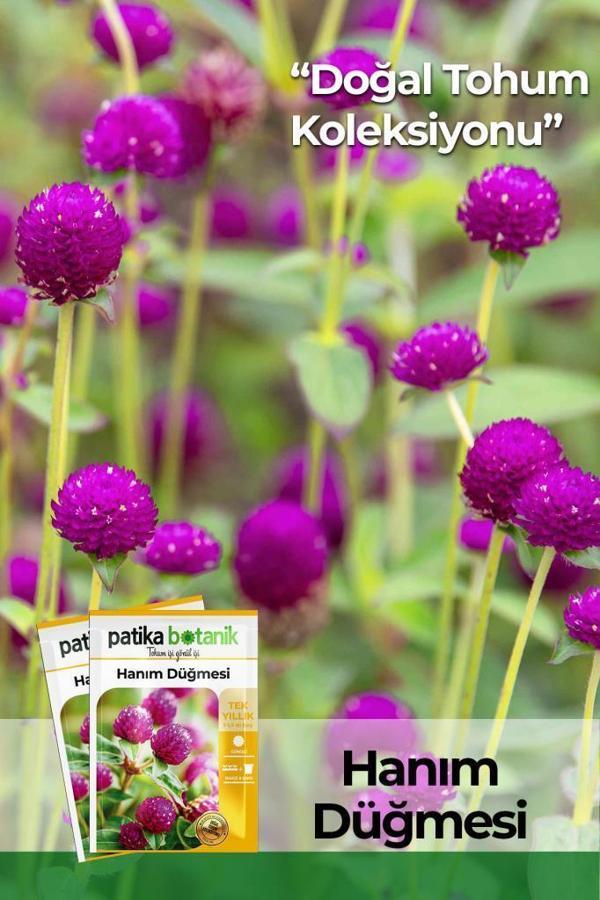 20 Adet Hanım Düğmesi Tohumu - Image 1