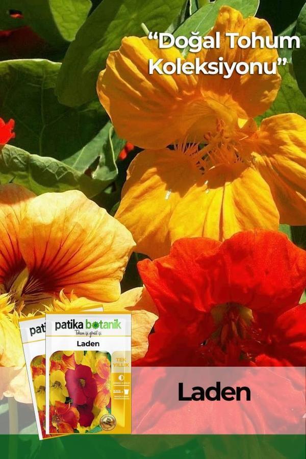 6 Adet Laden (Tropaeolum Majus) Çiçek Tohumu - Image 1