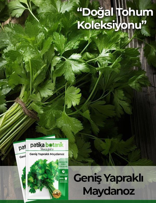  4000 Adet Ata Tohumu Yerli Geniş Yapraklı Maydonoz - Image 1