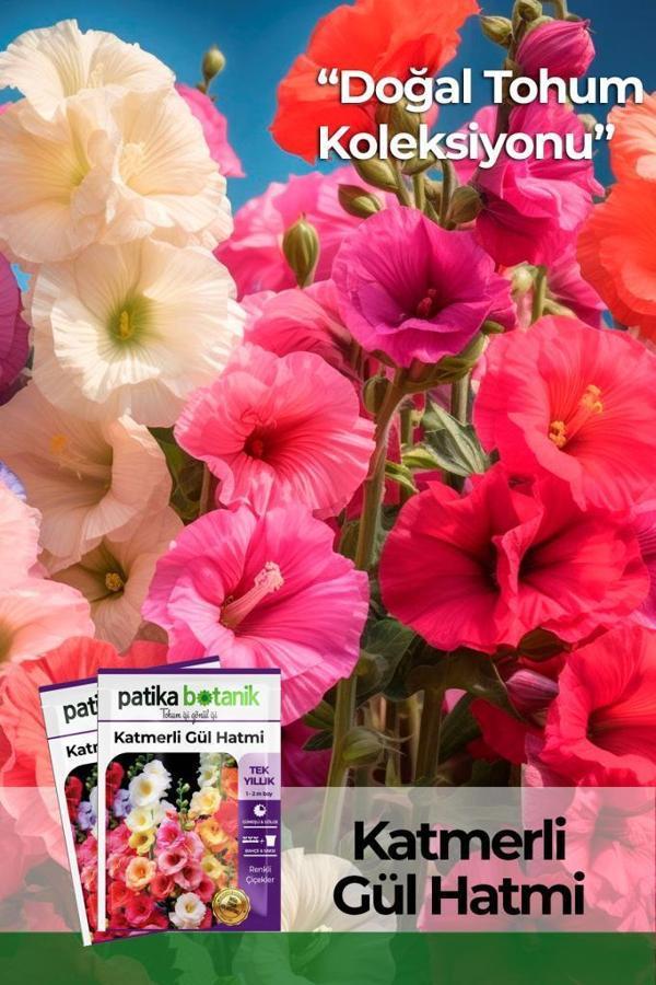  50 Adet Hatim Çiçeği (Alcea Rosea) Çiçek Tohumu - Image 1