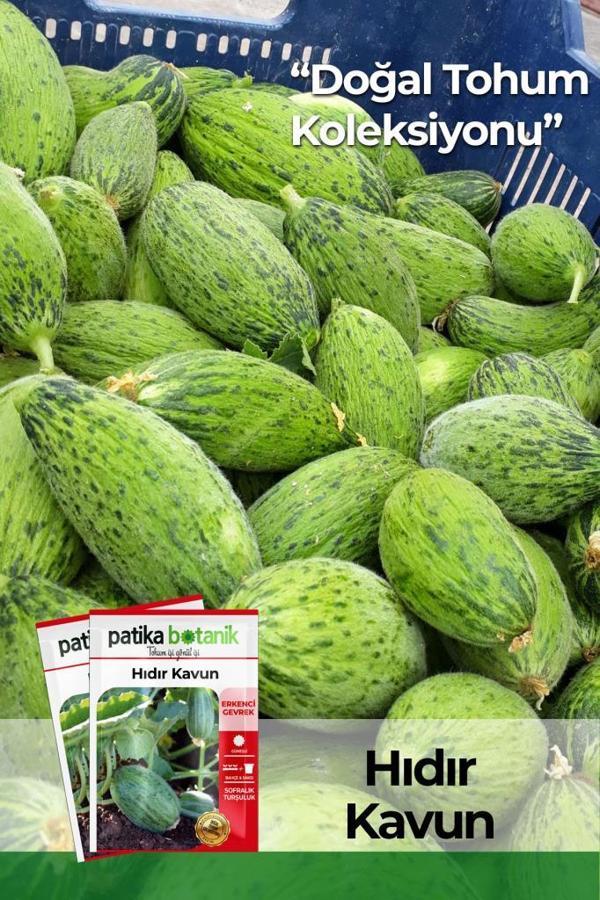20 Adet Hıdır Kavun Tohumu - Image 1