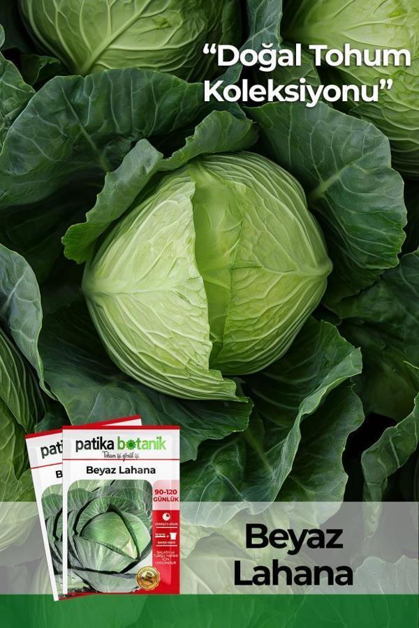 200 Adet Yerli Ata Beyaz Lahana Tohumu - Image 1