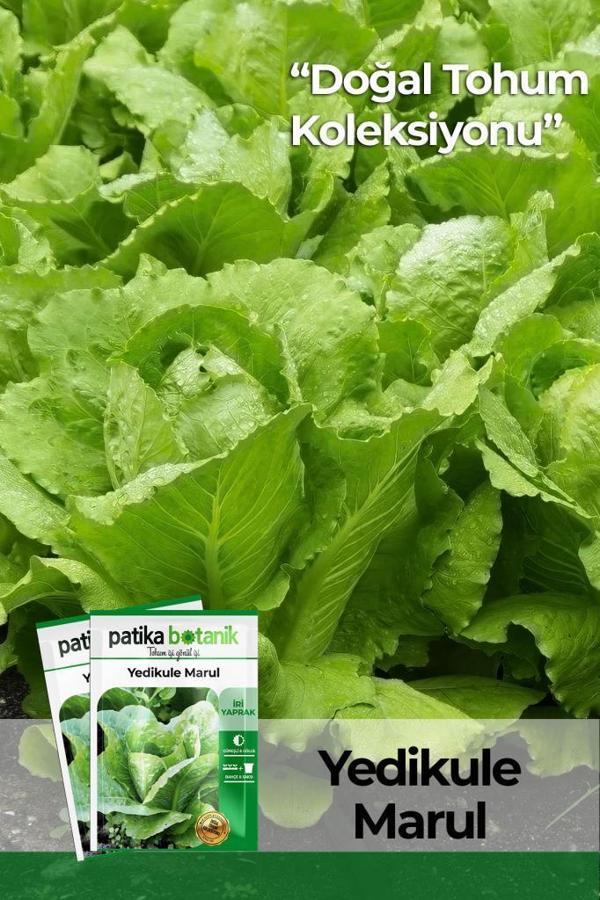 1.500 Adet Ata Tohumu Yerli Yedikule Marul - Image 1