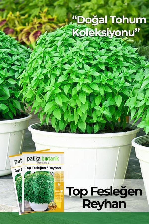 80 Adet Yerli Ata Top Fesleğen - Top Reyhan (Ocimum Basilicum) Tohumu - Image 1