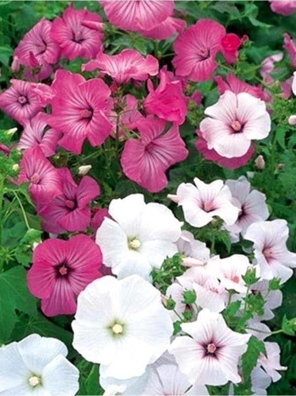 25 Adet Pamuk Çiçeği Tohumu - Image 1