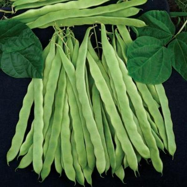 100 Adet  Geniş (helda Tipi) Sırık Fasülye Tohumu - Image 1