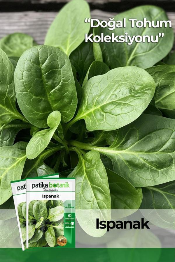 250 Adet Yerli Ispanak Tohumu (Geniş Yaprak) - Image 1