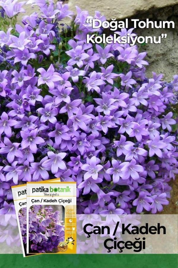 100 Adet Çan Kadeh (Campanula L.) Çiçek Tohumu  - Image 1