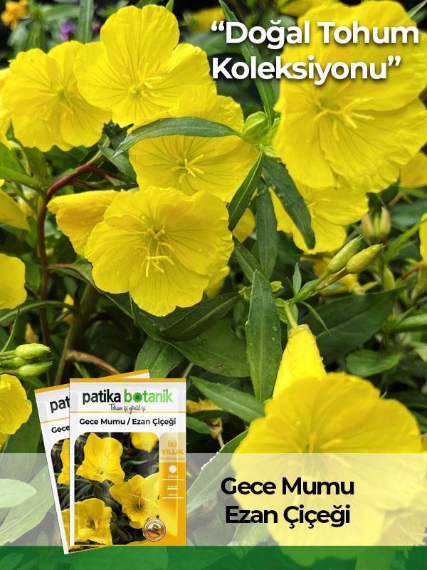 100 Adet Ezan Çiçeği (Oenothera) Çiçek Tohumu  - Image 1