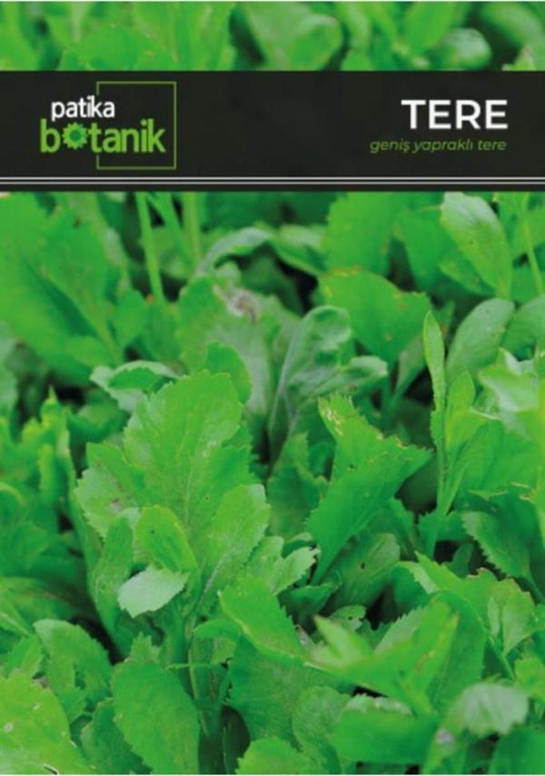 Patika Botanik Geniş Yapraklı Tere Tohumu 5000 Adet Tohum 10 Gr - Image 1