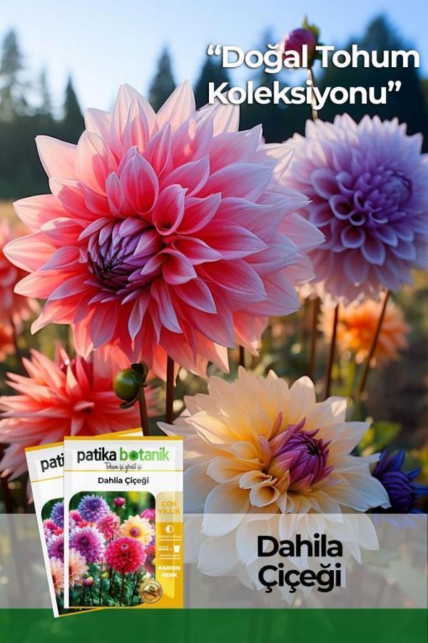 30 Adet Dahlia (Yıldız) Çiçek Tohumu   - Image 1
