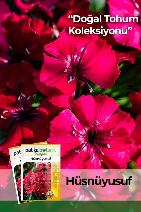 100 Adet Hüsnüyusuf (Dianthus Barbatus L.) Çiçek Tohumu  - Image 1