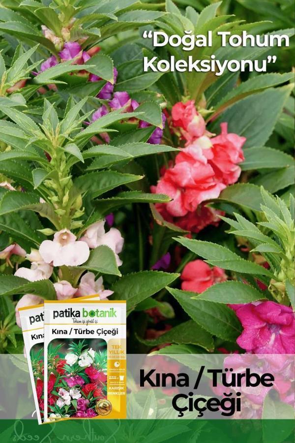 Türbe Çiçeği (ımpatiens Balsamina) Çiçek Tohumu 30 Adet - Image 1