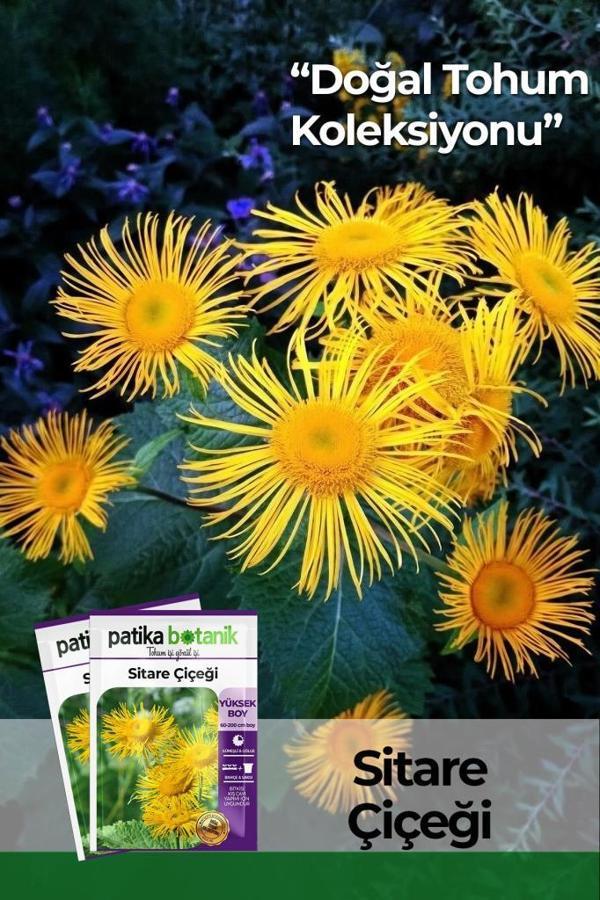 30 Adet Sitare Çiçeği Tohumu - Image 1