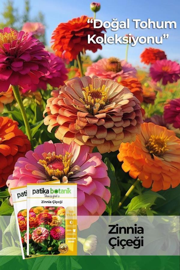 30 Adet Zinna Çiçek Tohumu  - Image 1