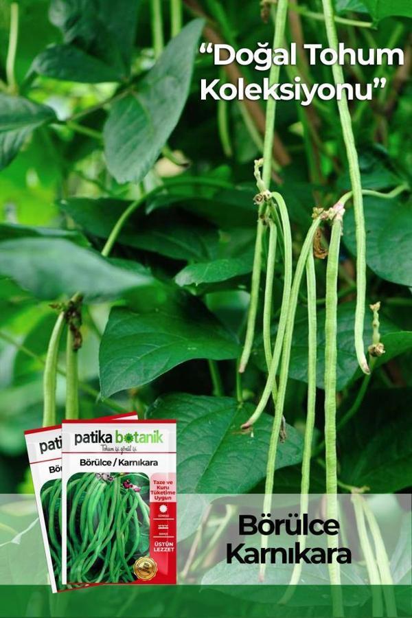 40 Adet Yerli Ata Börülce Tohumu - Image 1