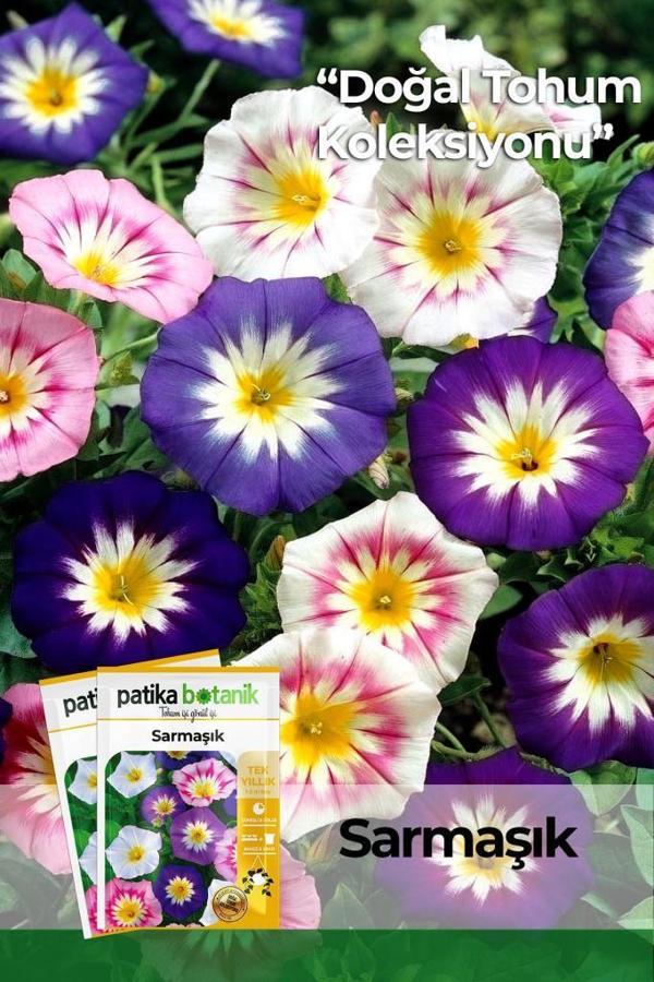 100 Adet Sarmaşık (convolvulus) Çiçek Tohumu  - Image 1