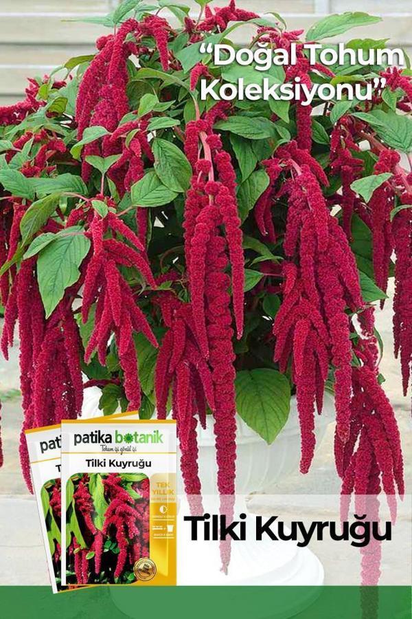 100 Adet Tilki Kuyruğu (Amaranthus Caudatus) Çiçek Tohumu  - Image 1