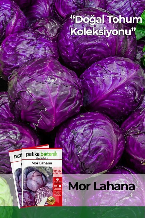 400 Adet Yerli Ata Kırmızı (Mor) Lahana Tohumu - Image 1