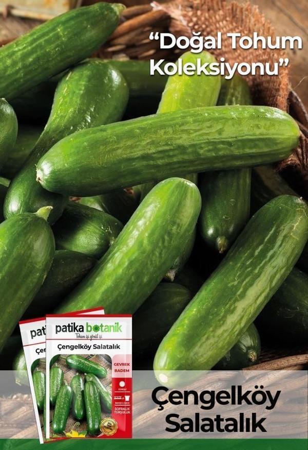 120 Adet Yerli Ata Çengelköy Tipi Hıyar Tohumu - Image 1