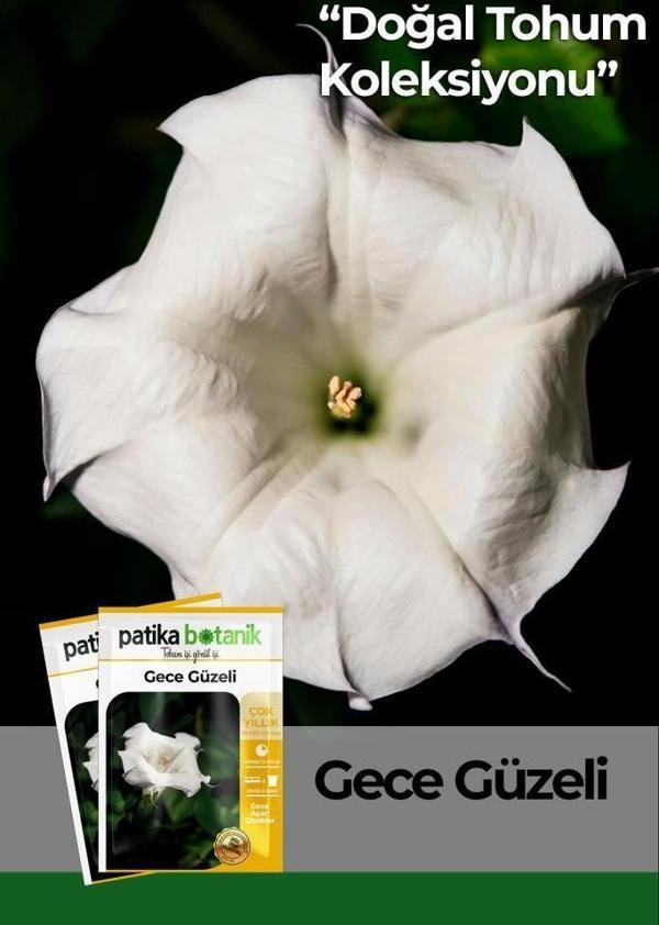 15 Adet Gece Güzeli (Datura L.) Çiçek Tohumu - Image 1